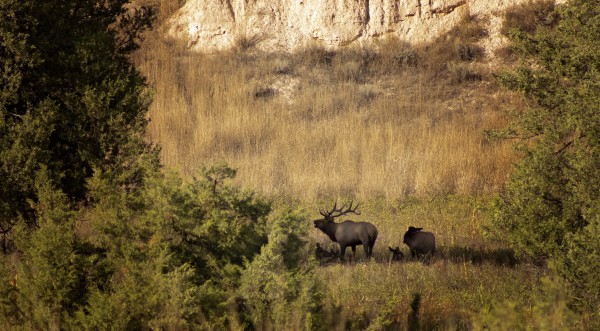 A Bugle For You by Amanda Corcoran